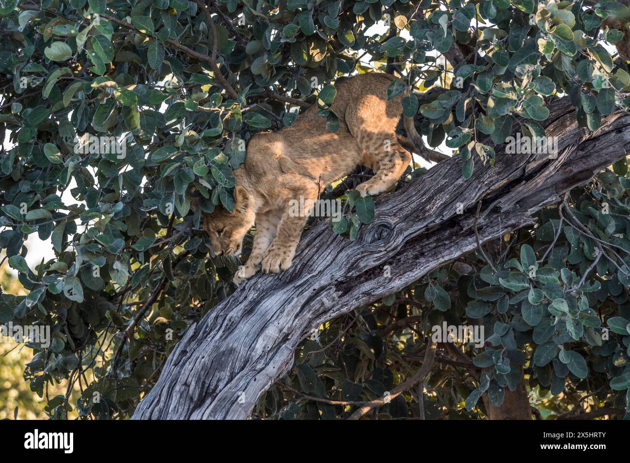 Afrika, Botswana, Okavango Delta. Ein Löwe klettert einen Baum im Okavango-Delta herunter. Stockfoto