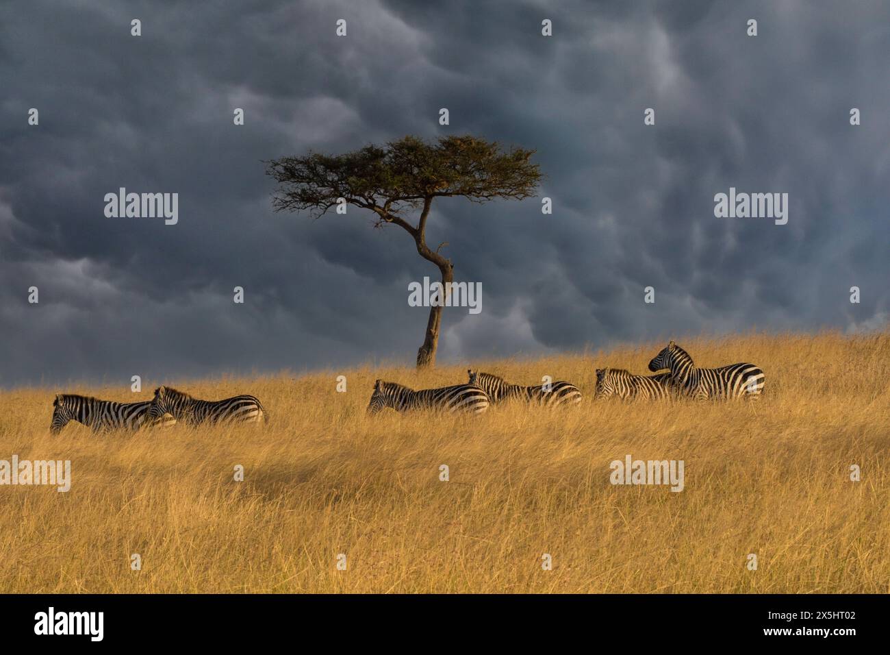 Afrika, Kenia, Masai Mara National Reserve. Digitaler Komposit-Himmel und gewöhnliches Zebra und einsamer Baum. Stockfoto