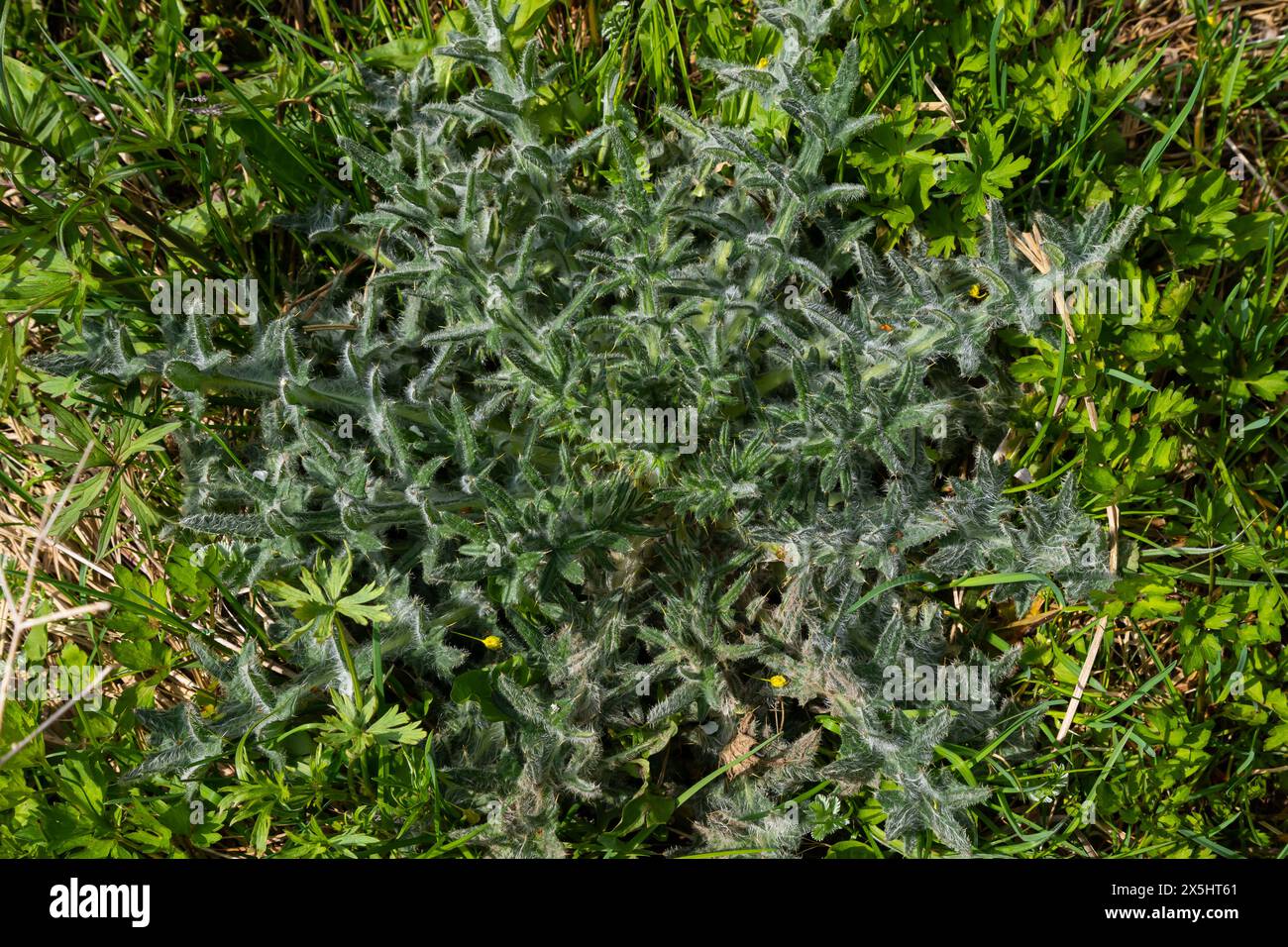 Blick von oben auf Cirsium vulgare, die Speerdistel. Stockfoto