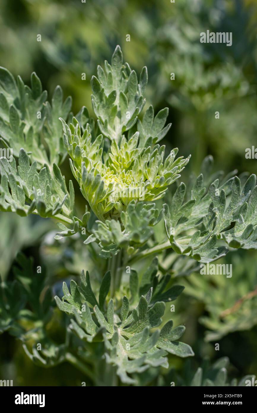 Silbergrüner Wermut hinterlässt Hintergrund. Artemisia absinthium, Absinth-Wermut-Pflanze im Kräuterküchengarten, Nahaufnahme, Makro. Stockfoto