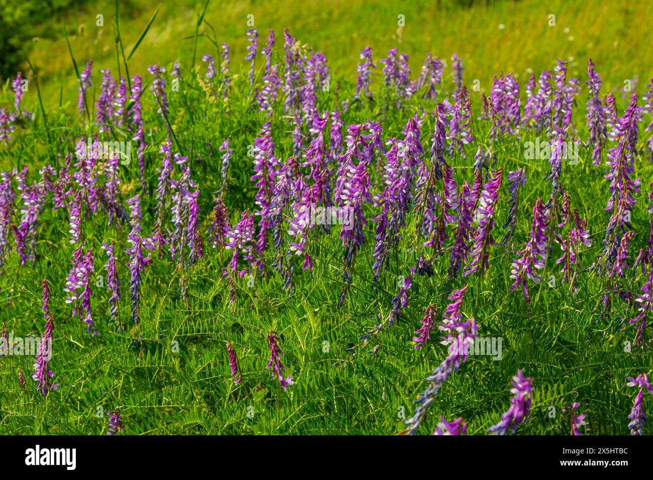 Wicken, vicia cracca wertvolle Honigpflanze, Futter und Heilpflanze. Zerbrechliche lila Blüten im Hintergrund. Wollblüte oder Futterwuchsblüte in Frühlingsgar Stockfoto