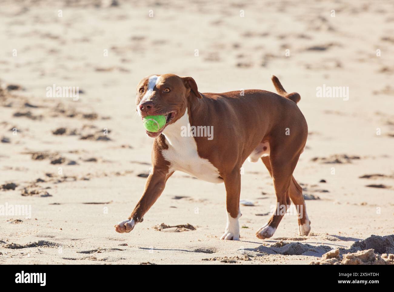 Ball, Natur und Hunde spielen am Strand für Sport, Training und Abenteuer im Freien. Haustiere, aufgeregt und glücklich Pitbull mit Spielzeug im Urlaub, Sommer Stockfoto