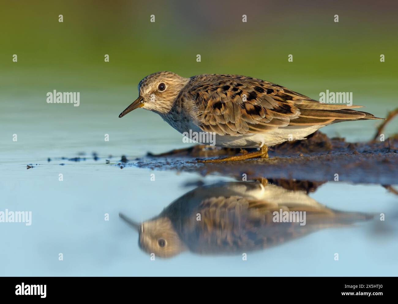 Der erwachsene Temminck-Stint (Calidris temminckii) gefriert und versteckt sich vor Raubtieren in der Nähe einer kleinen Insel im flachen blauen Wasser des Sees im Frühlingswanderungsmeer Stockfoto