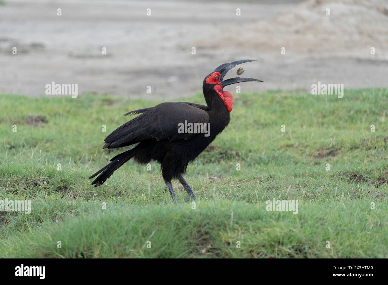 Afrika, Tansania. Ein gemahlener Nashornvogel wirft einen Muschelfisch in die Luft, bevor er ihn isst. Stockfoto