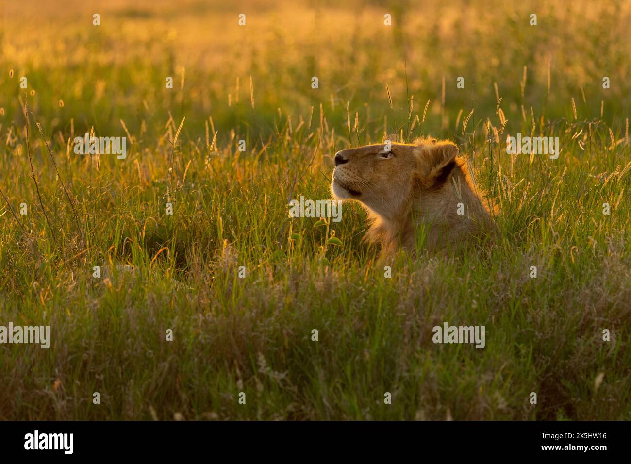 Afrika, Tansania. Ein junger Löwe schnüffelt die Luft im langen Gras im frühen Morgenlicht. Stockfoto