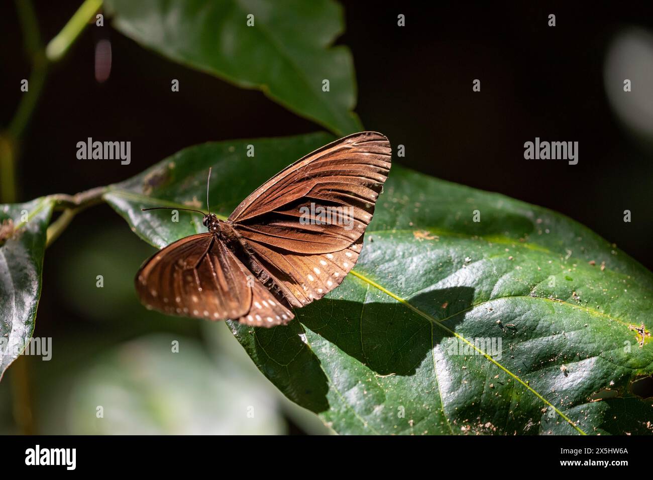 Crow Butterfly mit Doppelmarken im Dschungel von Con Dao Stockfoto