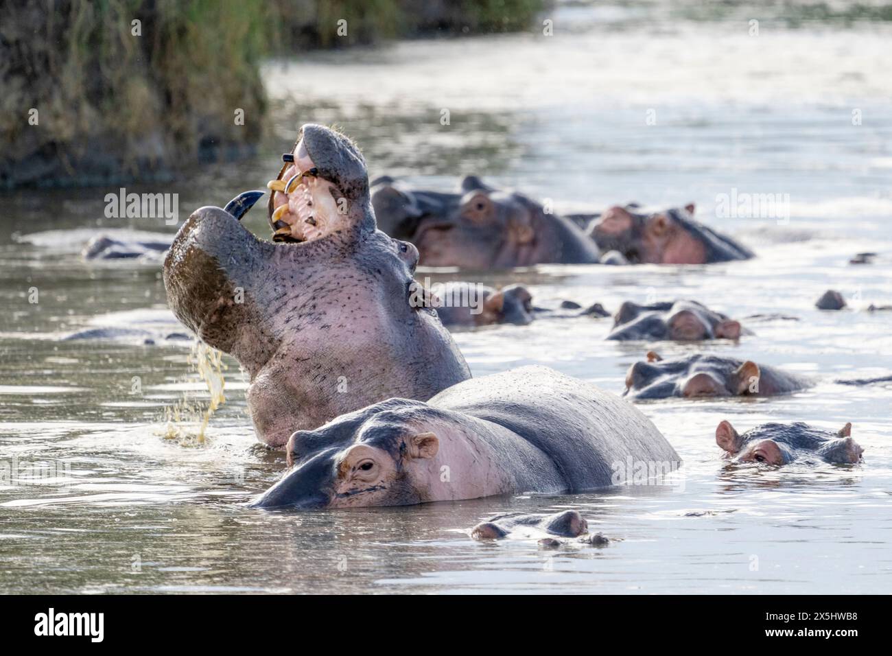 Afrika, Tansania. Nilpferde gähnen, um ihre Zähne zu zeigen. Stockfoto