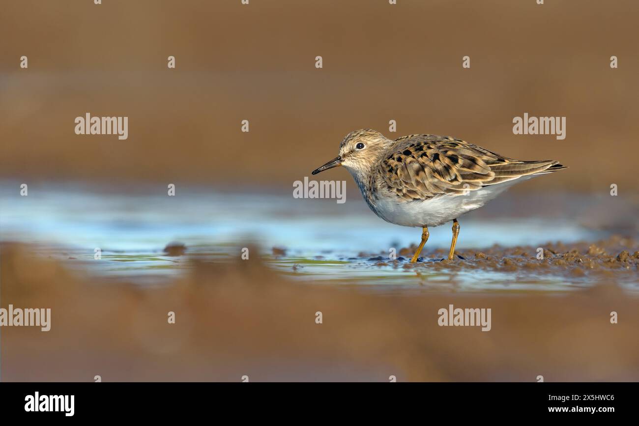 Temmincks Stint (Calidris temminckii) waten langsam auf flachen blauen Gewässern in der Frühjahrssaison Stockfoto