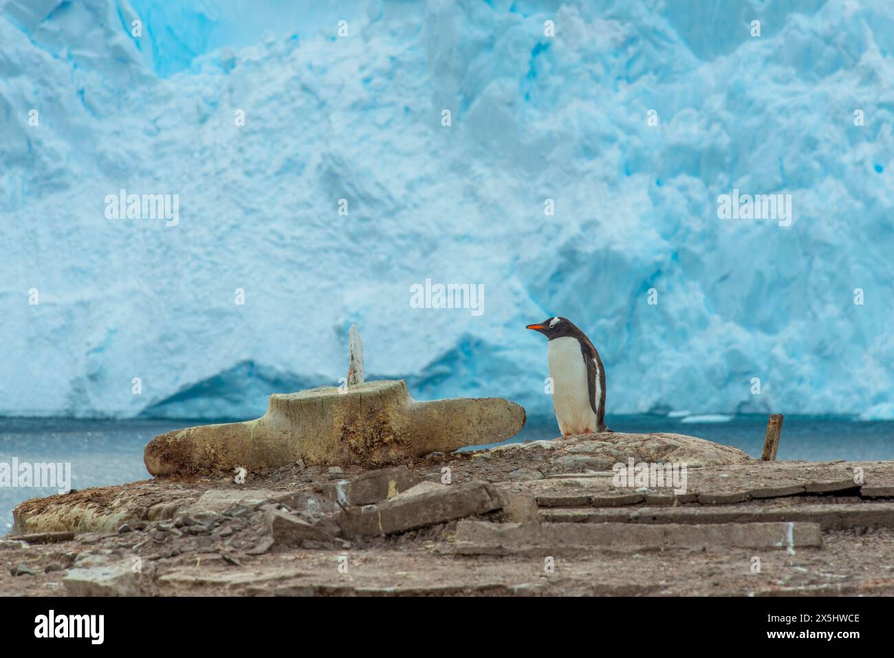 Hafen Von Neko, Antarktis. Pinguine nisten im Guano und Steine in einer Nookery. Stockfoto