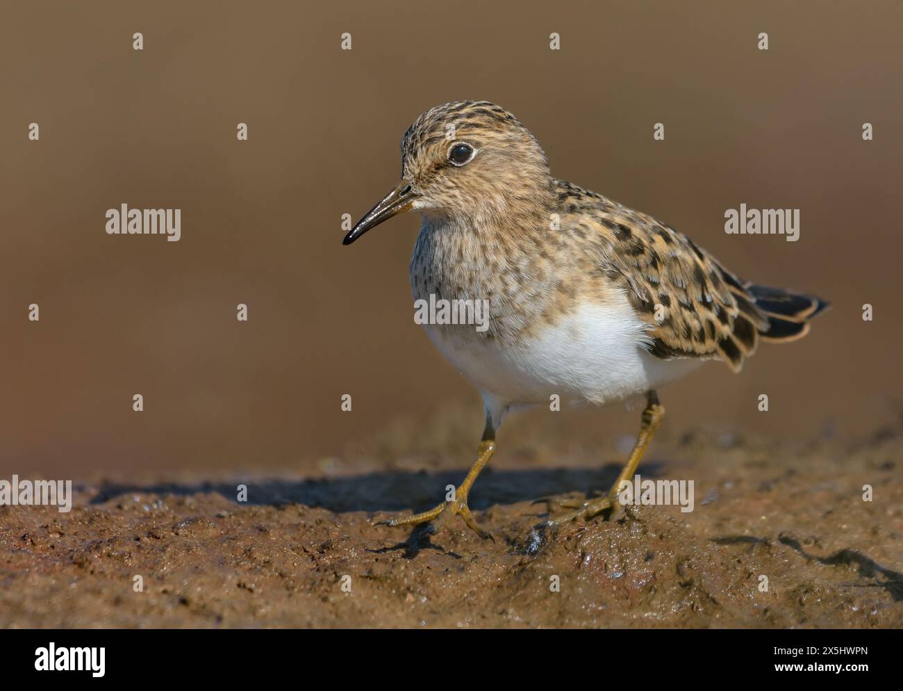 Der erwachsene Temminck-Stint (Calidris temminckii) spaziert mutig am matschigen Ufer im Frühjahrsgefieder Stockfoto