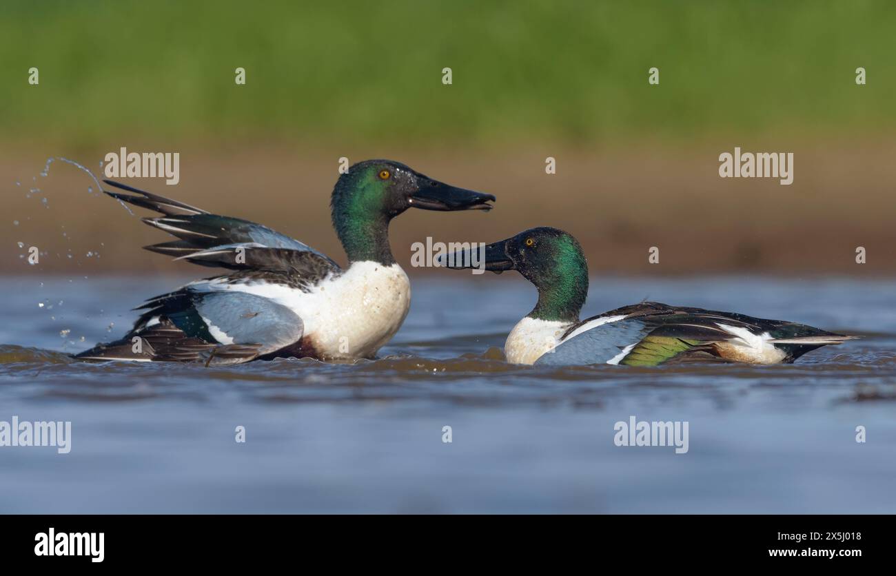 Das Kampfpaar der männlichen Northern Shovelers (Spatula clypeata) steht vor dem heftigen Kampf in der Frühjahrssaison im Zeichen der Stärke Stockfoto