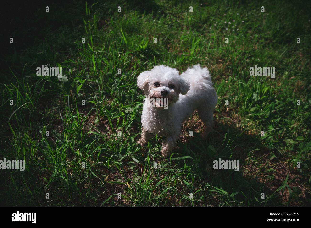 Kleiner Hund, der im Gras läuft und glückliche Momente mit seinem Besitzer hat, Hund läuft, Stockfoto