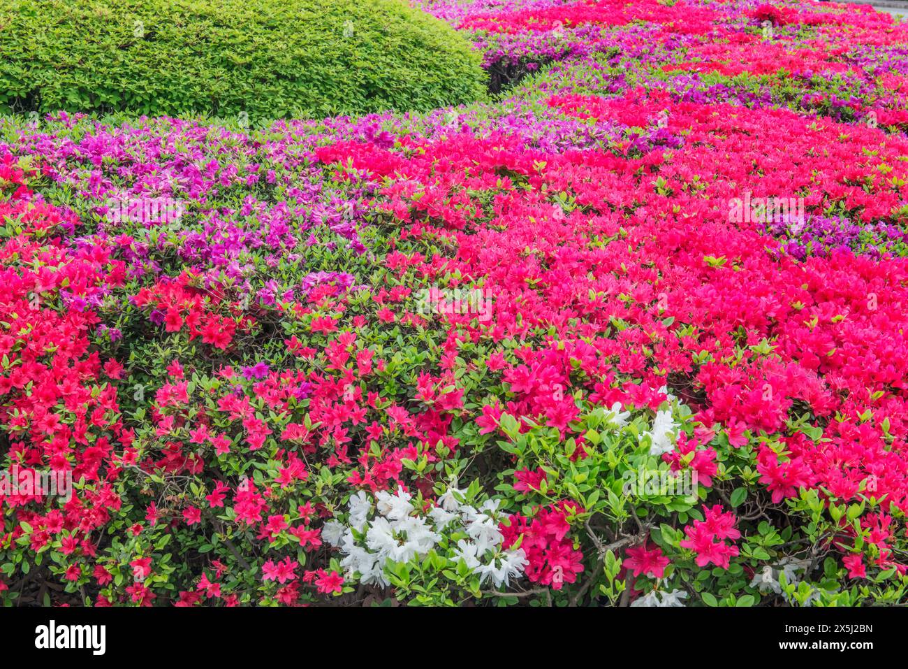 Japan, Tokio. Imperial Palace East Garden, Azaleen Stockfoto