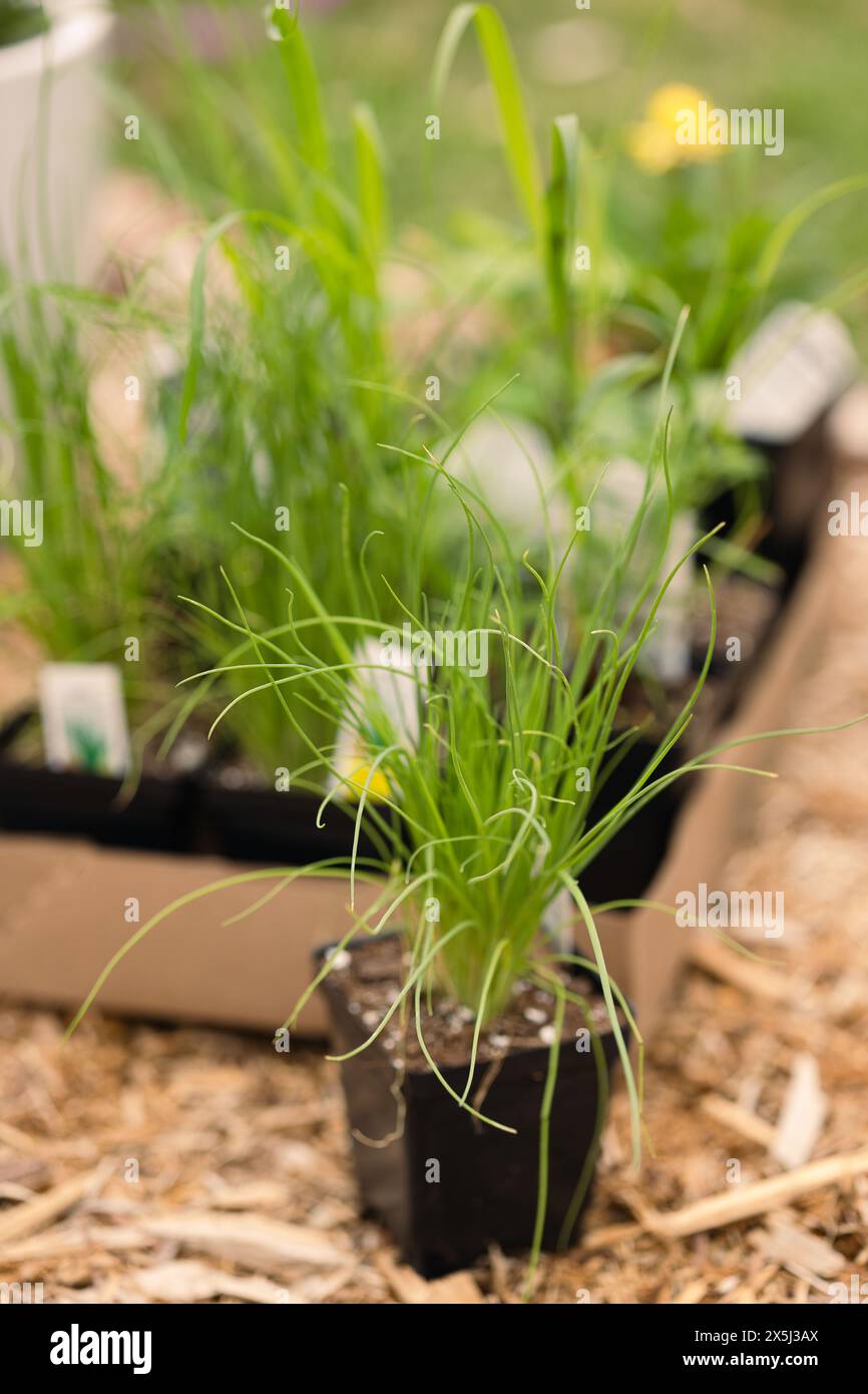 Zwiebelpflanze neben einer Box mit Pflanzen in einem Garten Stockfoto