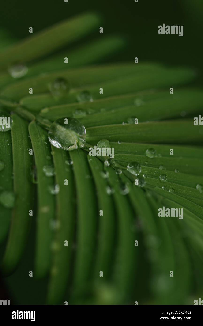 Wassertropfen glitzern auf leuchtend grünen Blättern. Stockfoto