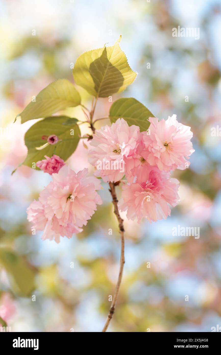 Sanfte rosafarbene Kirschblüten vor einem traumhaften, hellen Hintergrund Stockfoto
