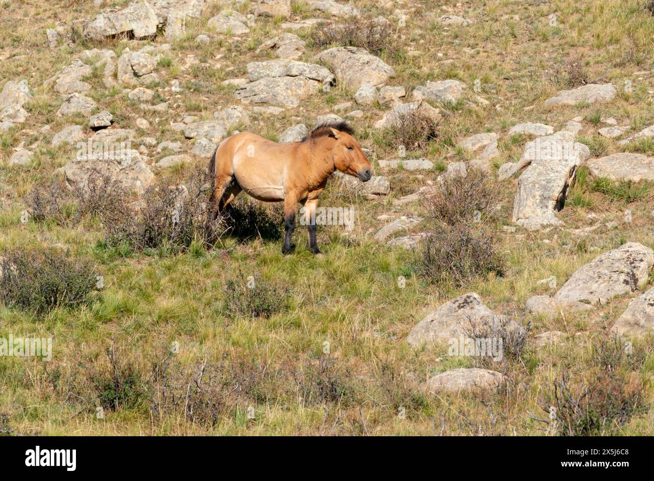 Asien, die Mongolei, der Hustai-Nationalpark. Przewalskis Pferd grast im Nationalpark. Stockfoto