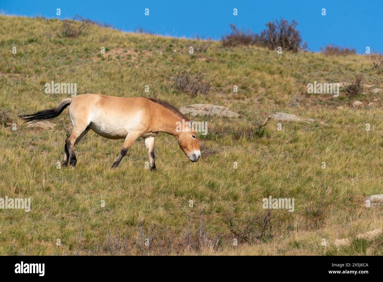 Asien, die Mongolei, der Hustai-Nationalpark. Przewalskis Pferd grast im Nationalpark. Stockfoto