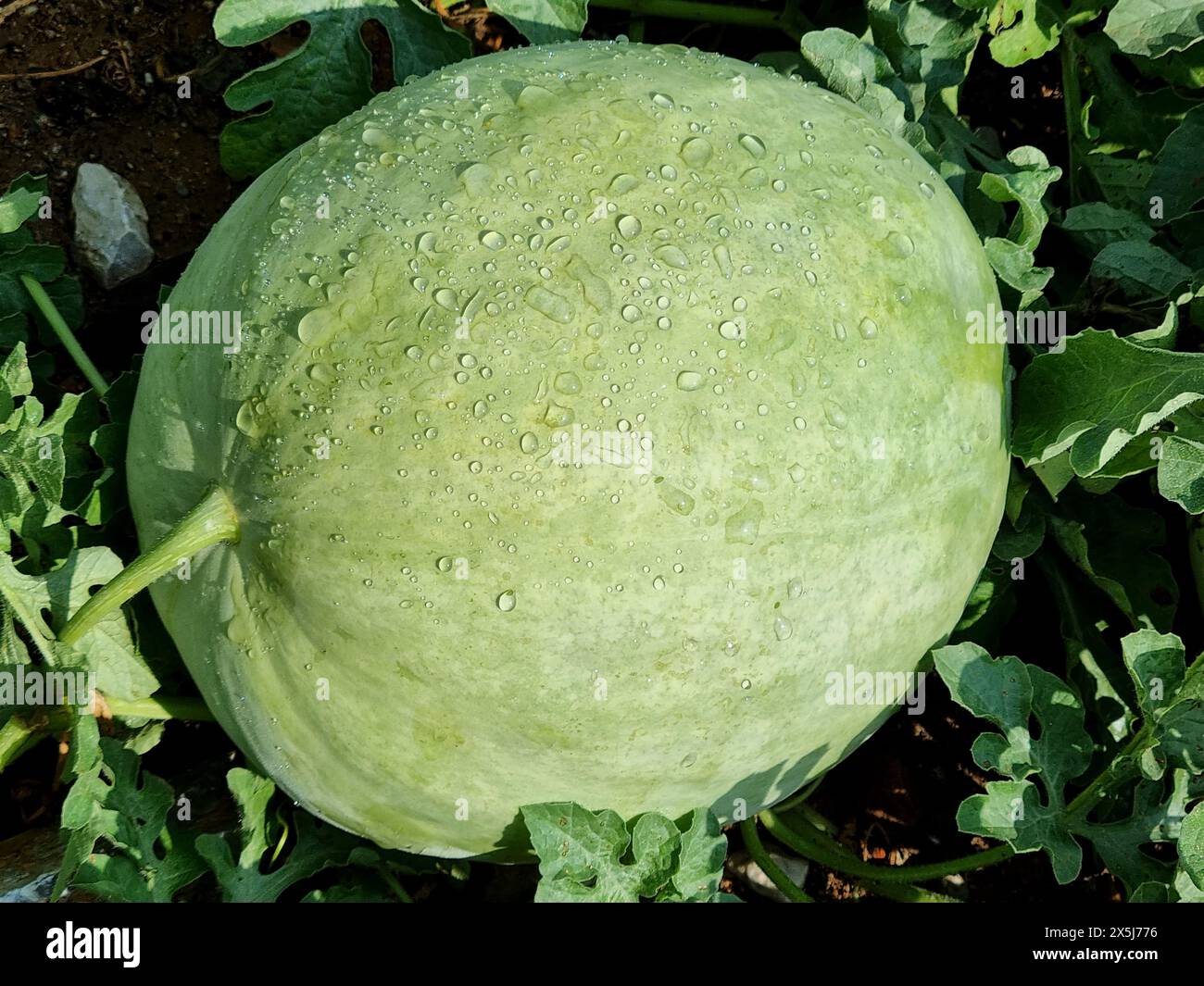 Süßer Kürbis wächst im Garten. Stockfoto