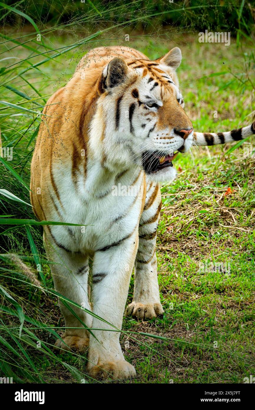 goldener Tiger im Zoo Stockfoto