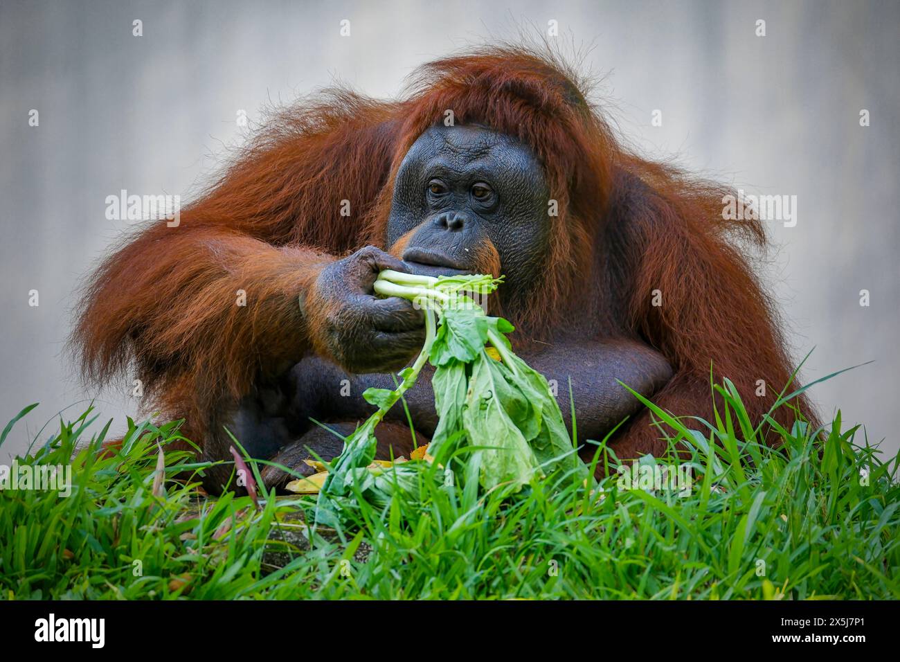 Bornean Orang-Utan hält sein Fruchtfutter Stockfoto