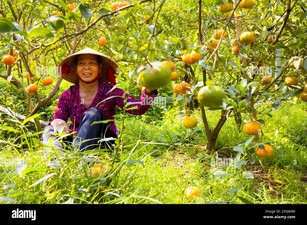 Vietnam. Frau in der kommerziellen Mandarinenfarm. (Nur Für Redaktionelle Zwecke) Stockfoto