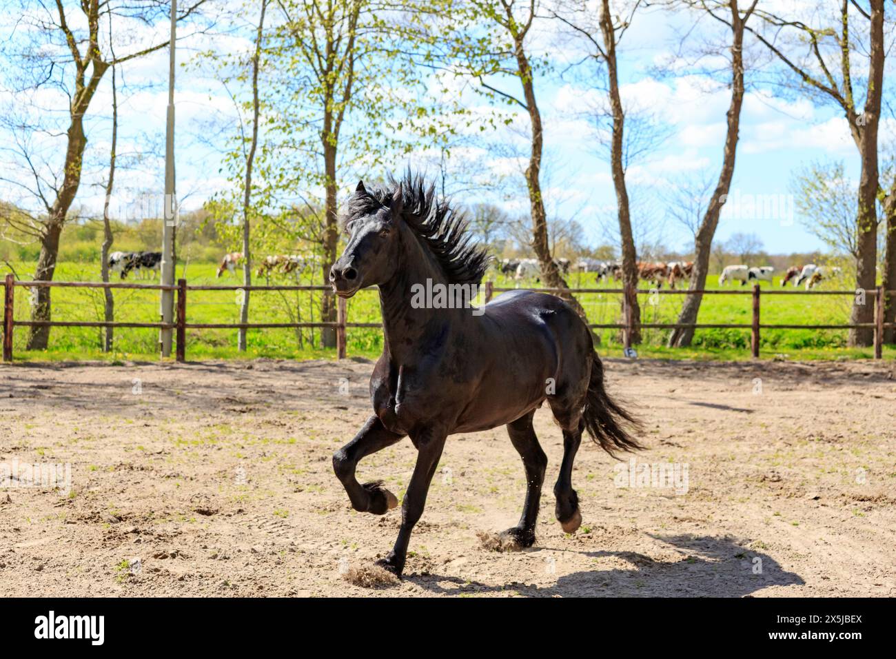 Niederlande, Friesland Arabische Pferde werden in der Region ausgebildet. Stockfoto