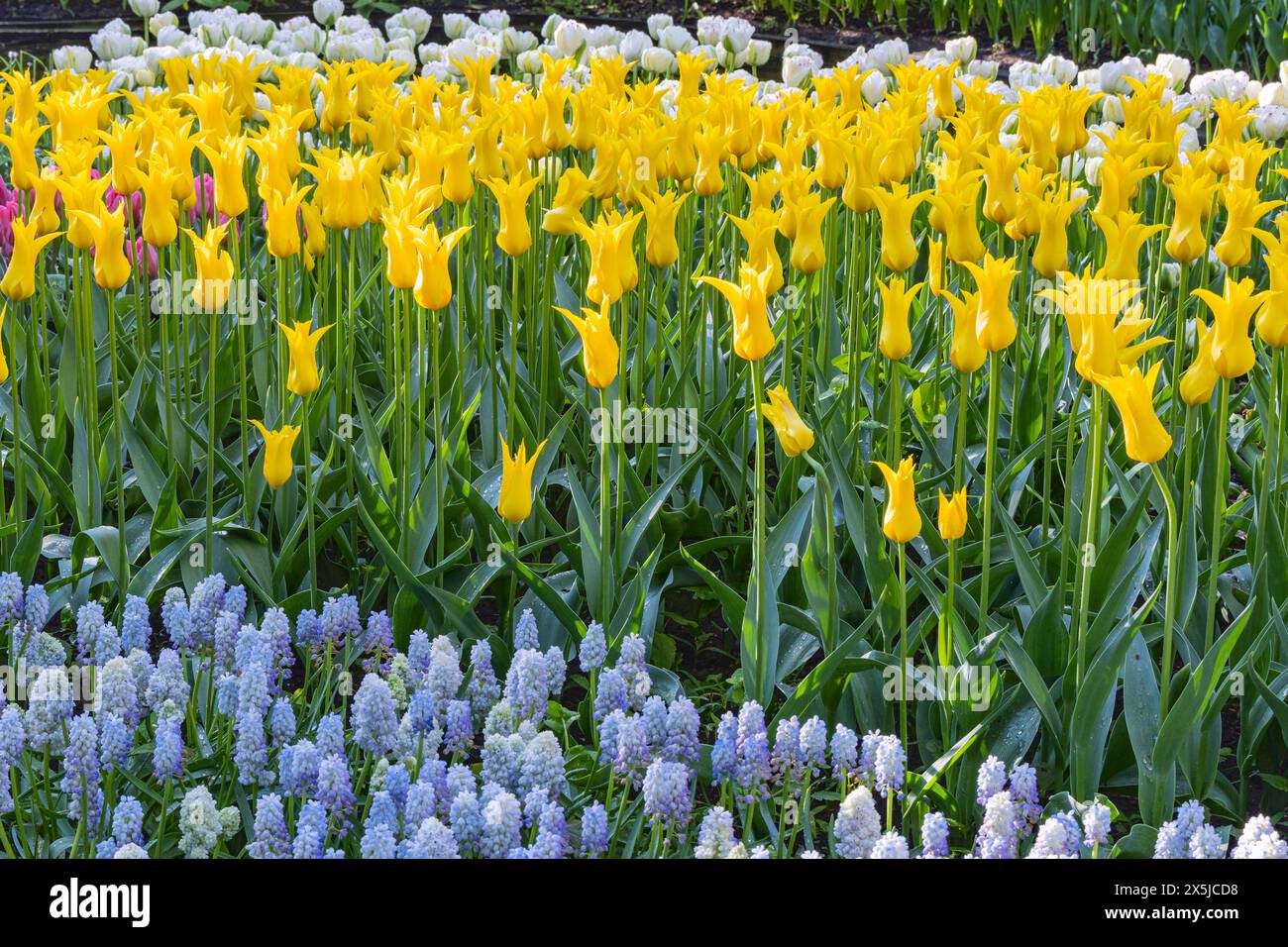 Niederlande, Südholland, Lisse. Gelbe Tulpen und Glockenblumen in einem formellen Garten. Stockfoto