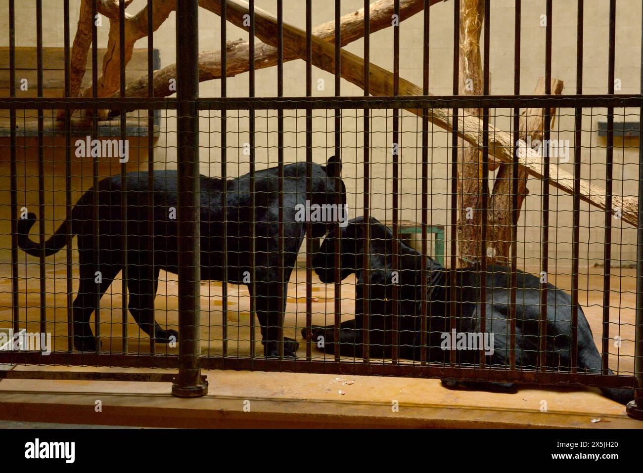 Ein paar Schwarze Jaguare Panthera onca in der Nähe bedrohter Katzenarten in Käfiggefangenschaft hinter Gittern im Zoo von Sofia, Sofia Bulgarien, Osteuropa, Balkan, EU Stockfoto