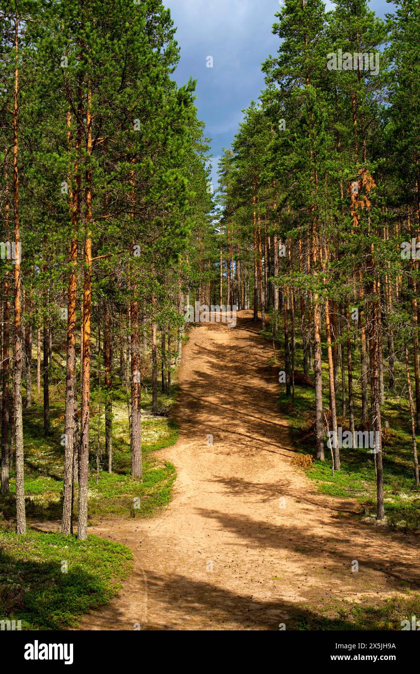 Finnland, Nord-Ostrobothnia, Rokua-Nationalpark. Pfad im Wald Stockfoto