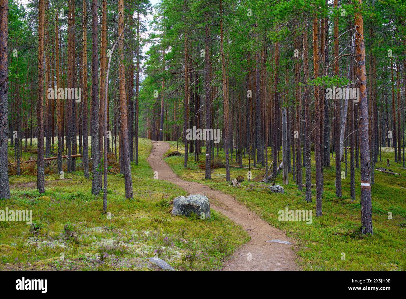 Finnland, Nord-Ostrobothnia, Rokua-Nationalpark. Pfad im Wald Stockfoto