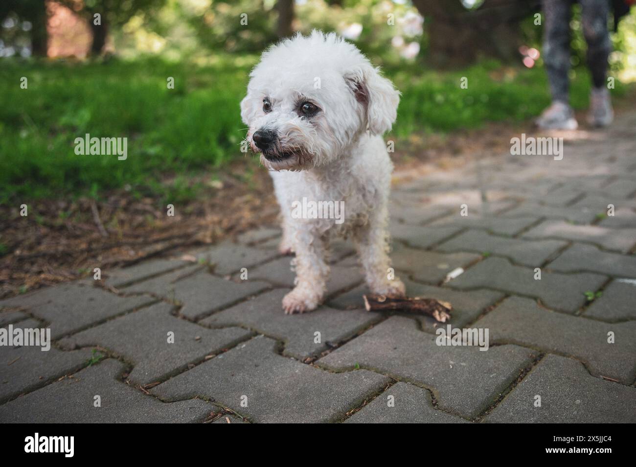 Kleiner Hund, der im Gras läuft und glückliche Momente mit seinem Besitzer hat, Hund läuft, Stockfoto