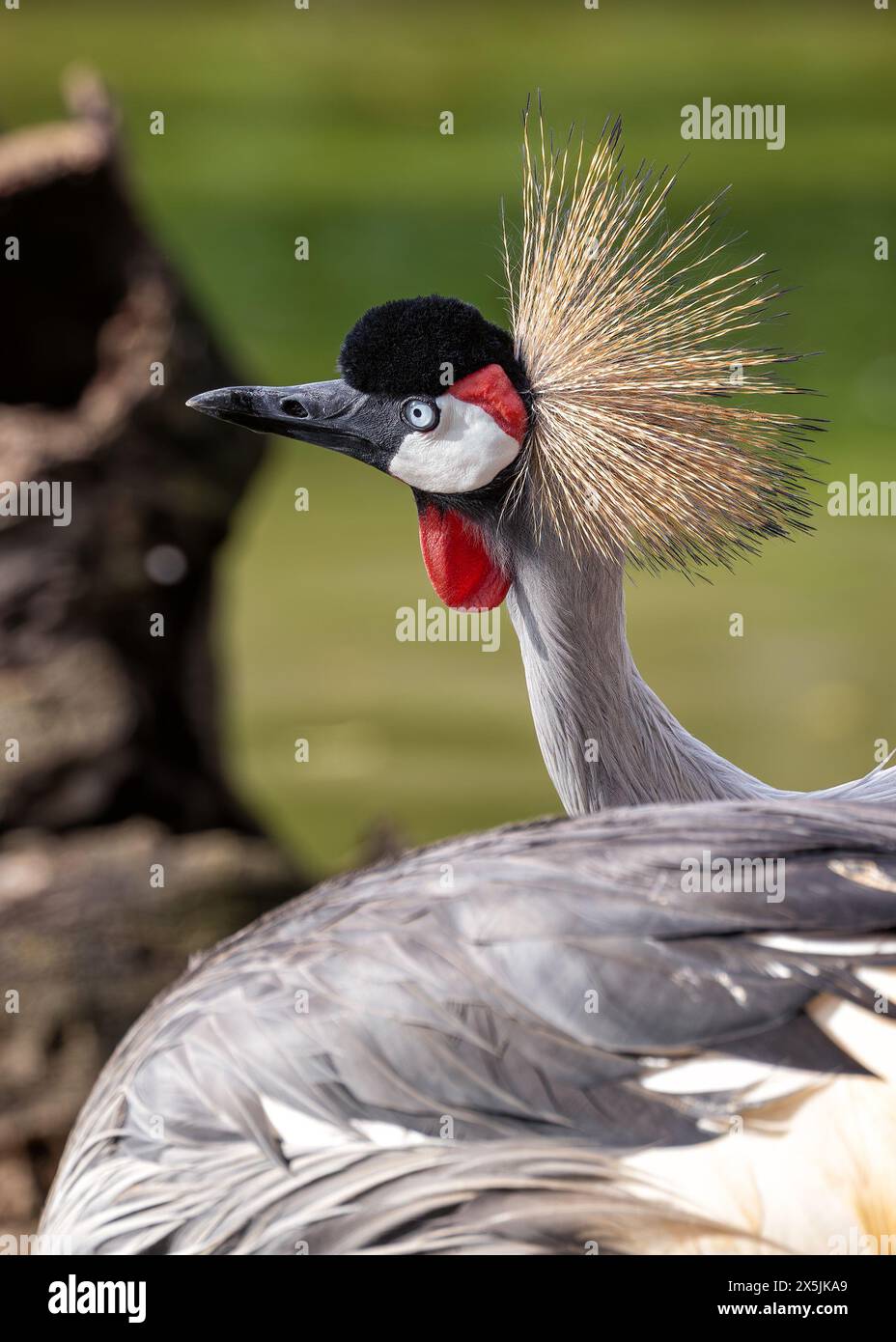 Majestätischer Kran mit blau-grauem Gefieder, schwarz-weißem Gesicht und einer Krone aus goldenen Federn. In Feuchtgebieten und Savannen im östlichen und südlichen Afrika zu finden. Stockfoto