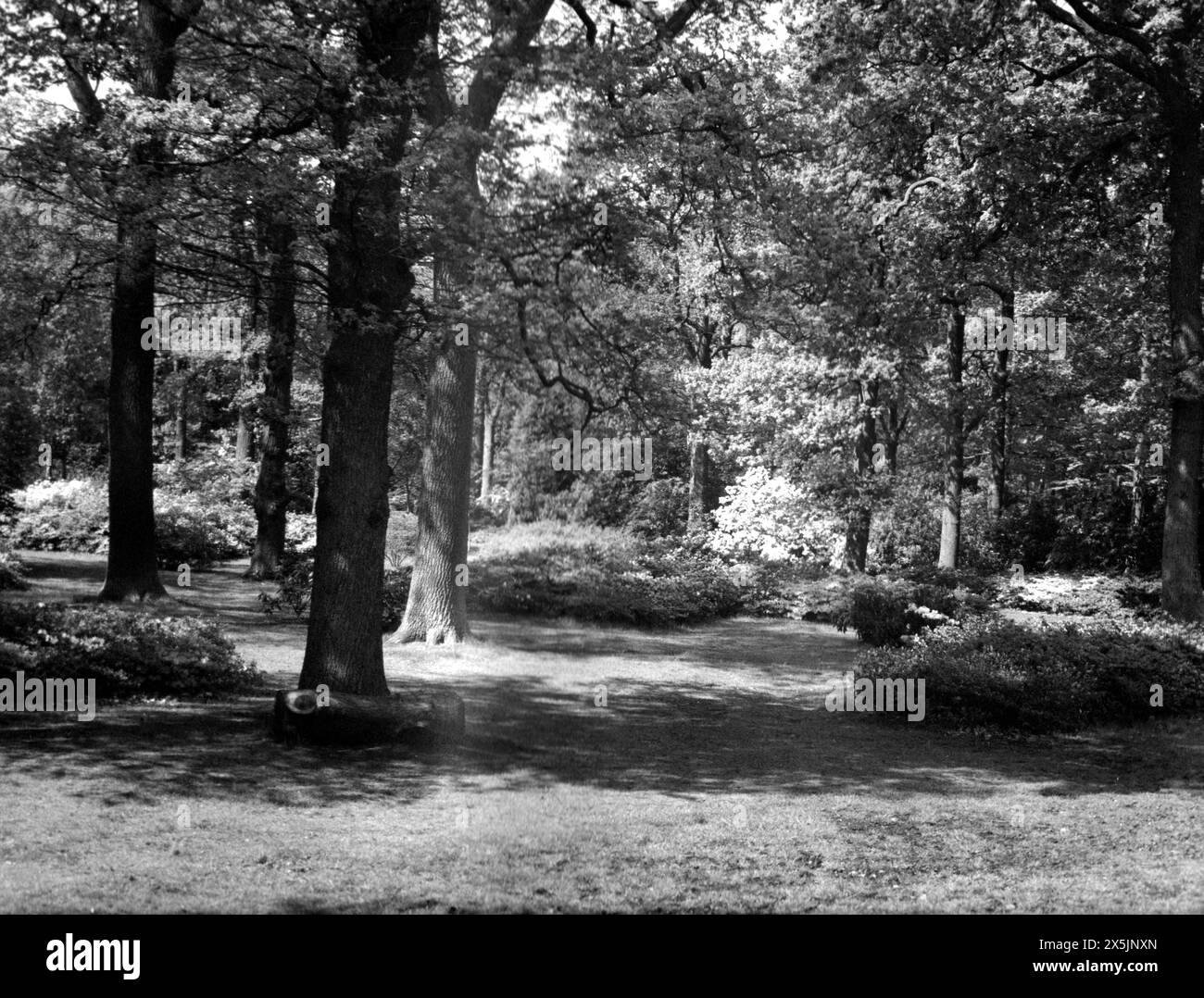 Isabella Plantation, Richmond Park, Greater London Stockfoto