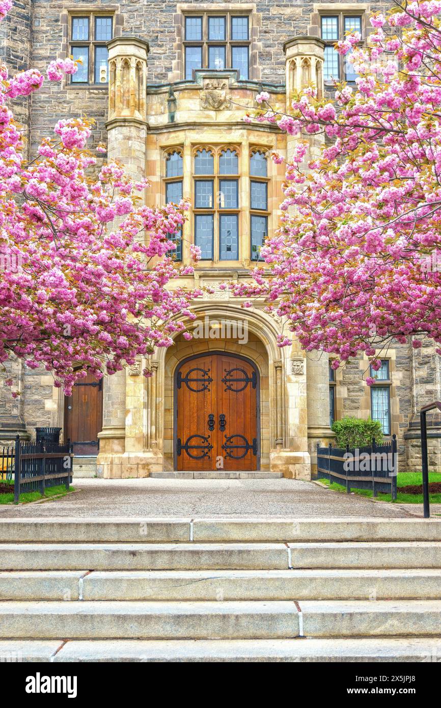 Trinity College Building With Cherry Blossoms, Toronto, Kanada Stockfoto