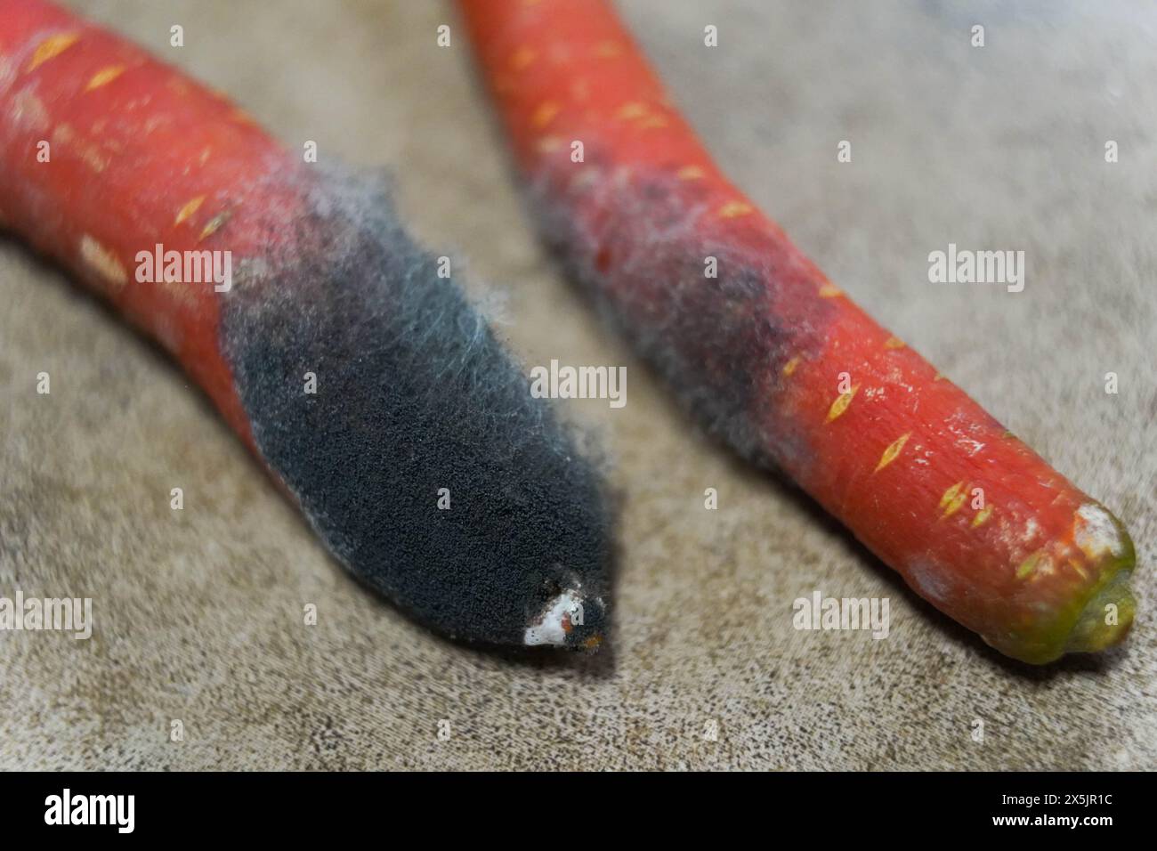 Schimmel auf verdorbenen Karotten. Unsachgemäße Lagerung von Gemüse. Stockfoto