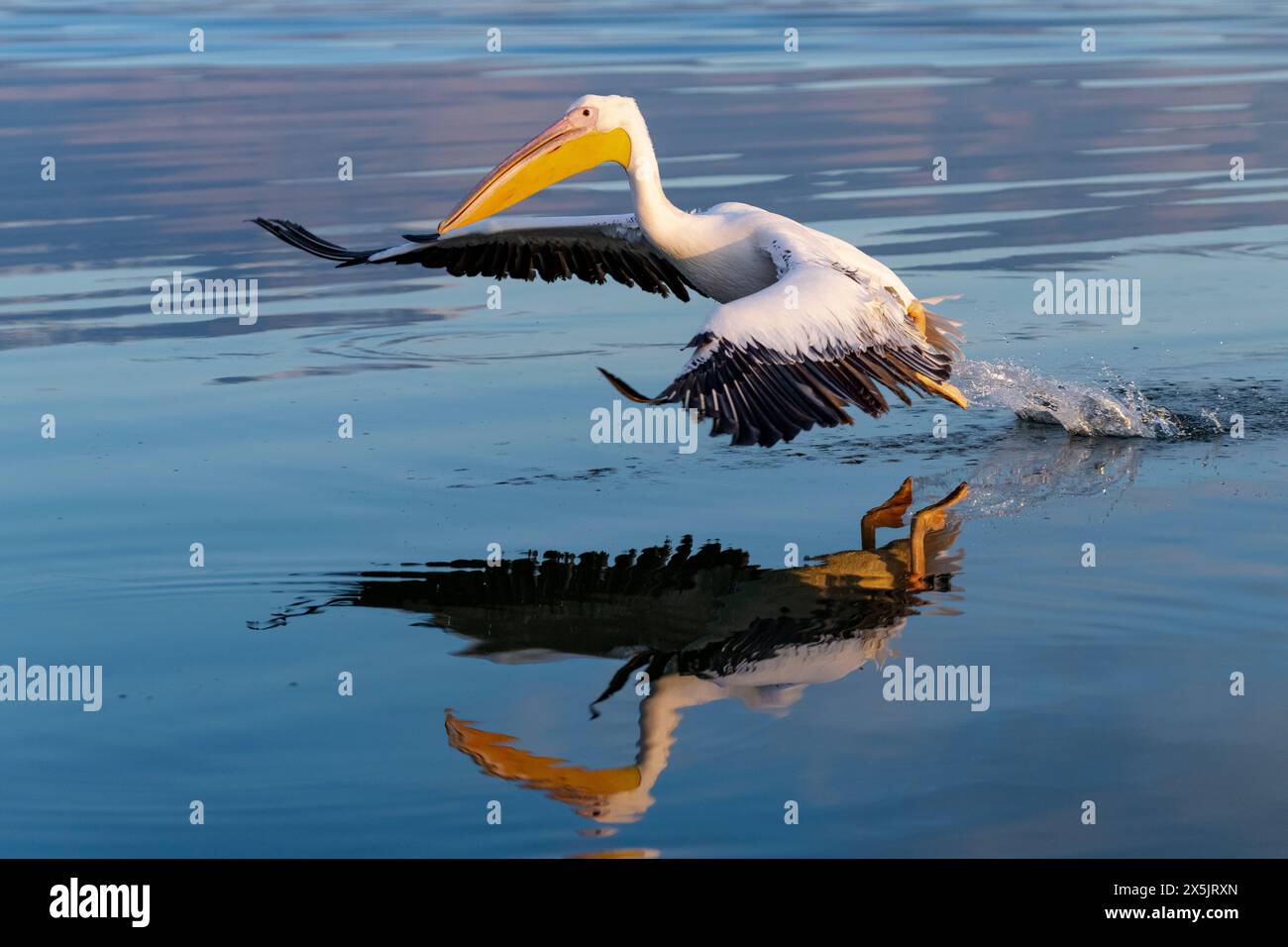 Europa, Griechenland, Kerkini-See. Großer weißer Pelikan hebt sich im stillen Wasser ab. Stockfoto