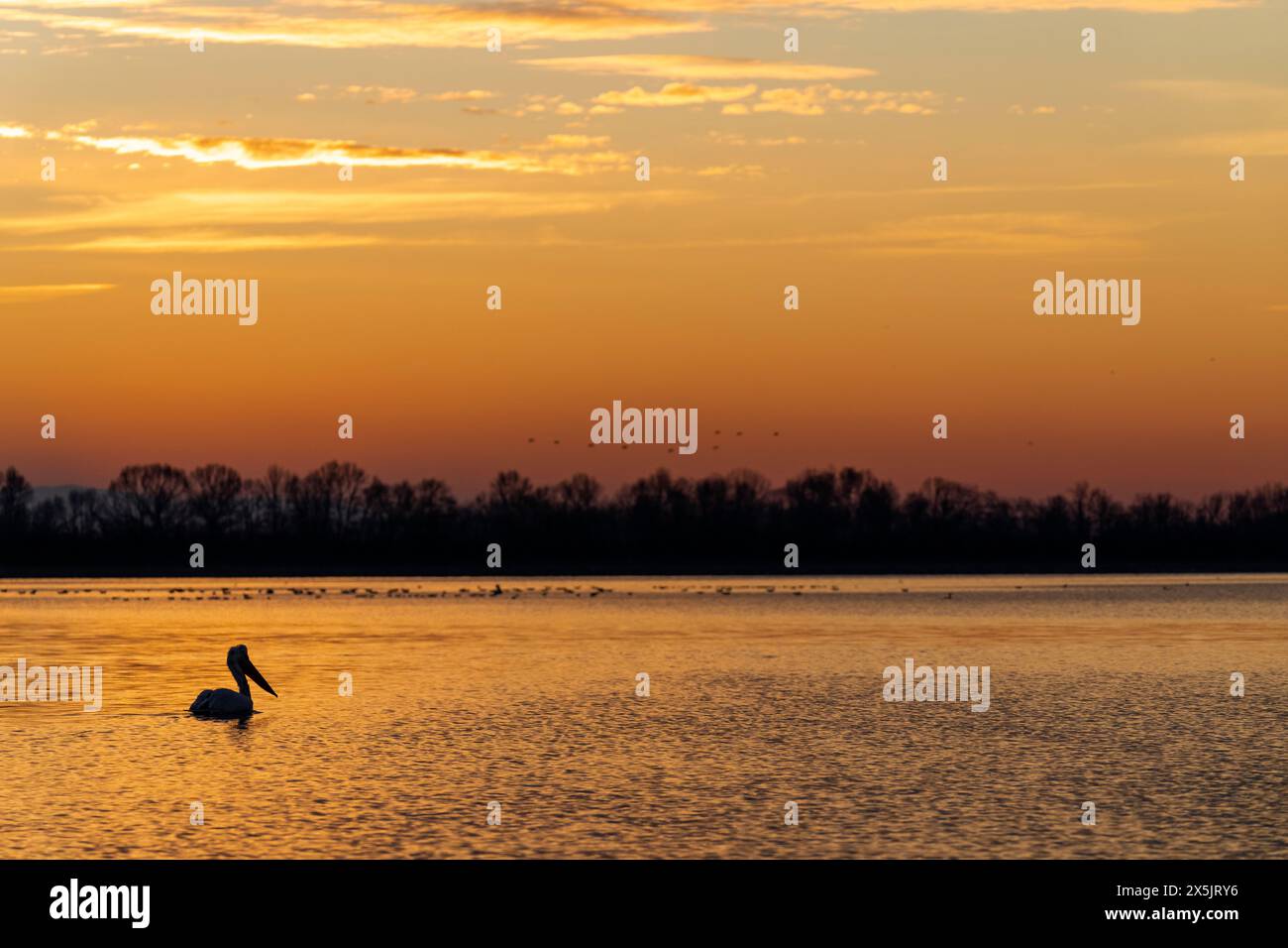 Europa, Griechenland, Kerkini-See. Der Pelikan schwimmt im Morgengrauen im Wasser des Sees. Stockfoto