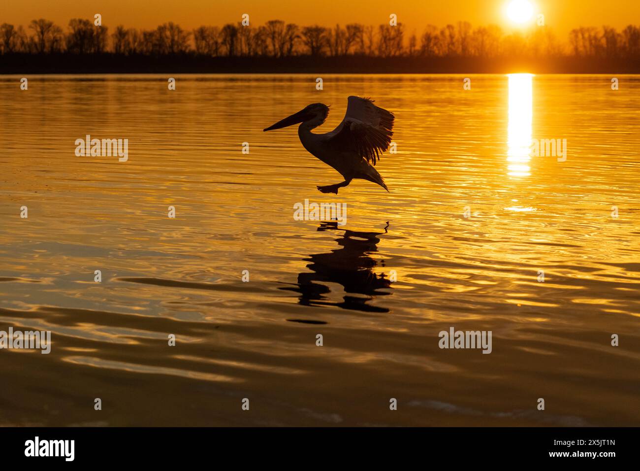 Europa, Griechenland, Kerkini-See. Dalmatinischer Pelikan fliegt durch das goldene Licht der Morgendämmerung. Stockfoto