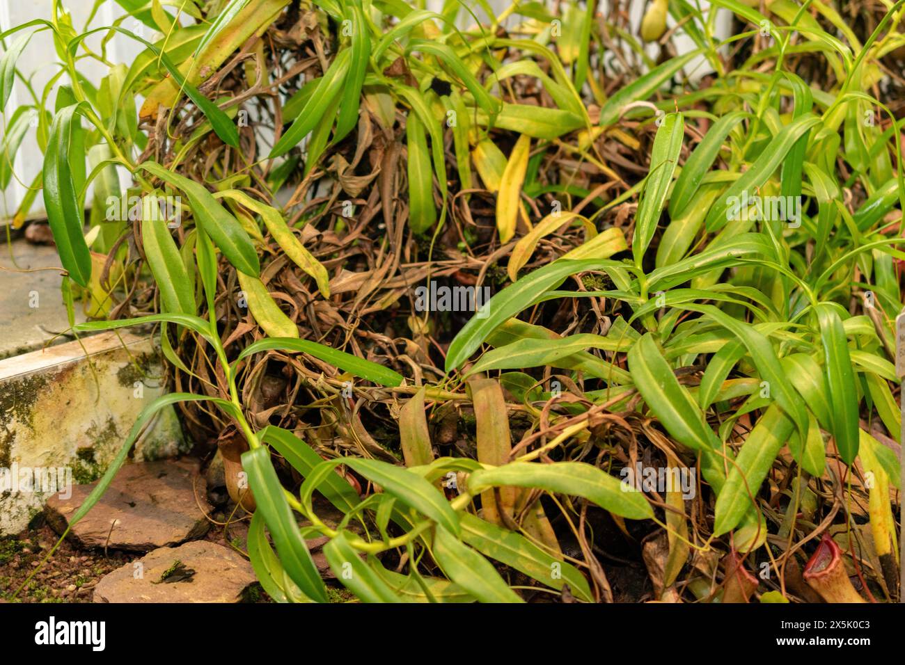 Saint Gallen, Schweiz, 28. November 2023 Nepenthes Ventricosa Pflanze im Botanischen Garten Stockfoto