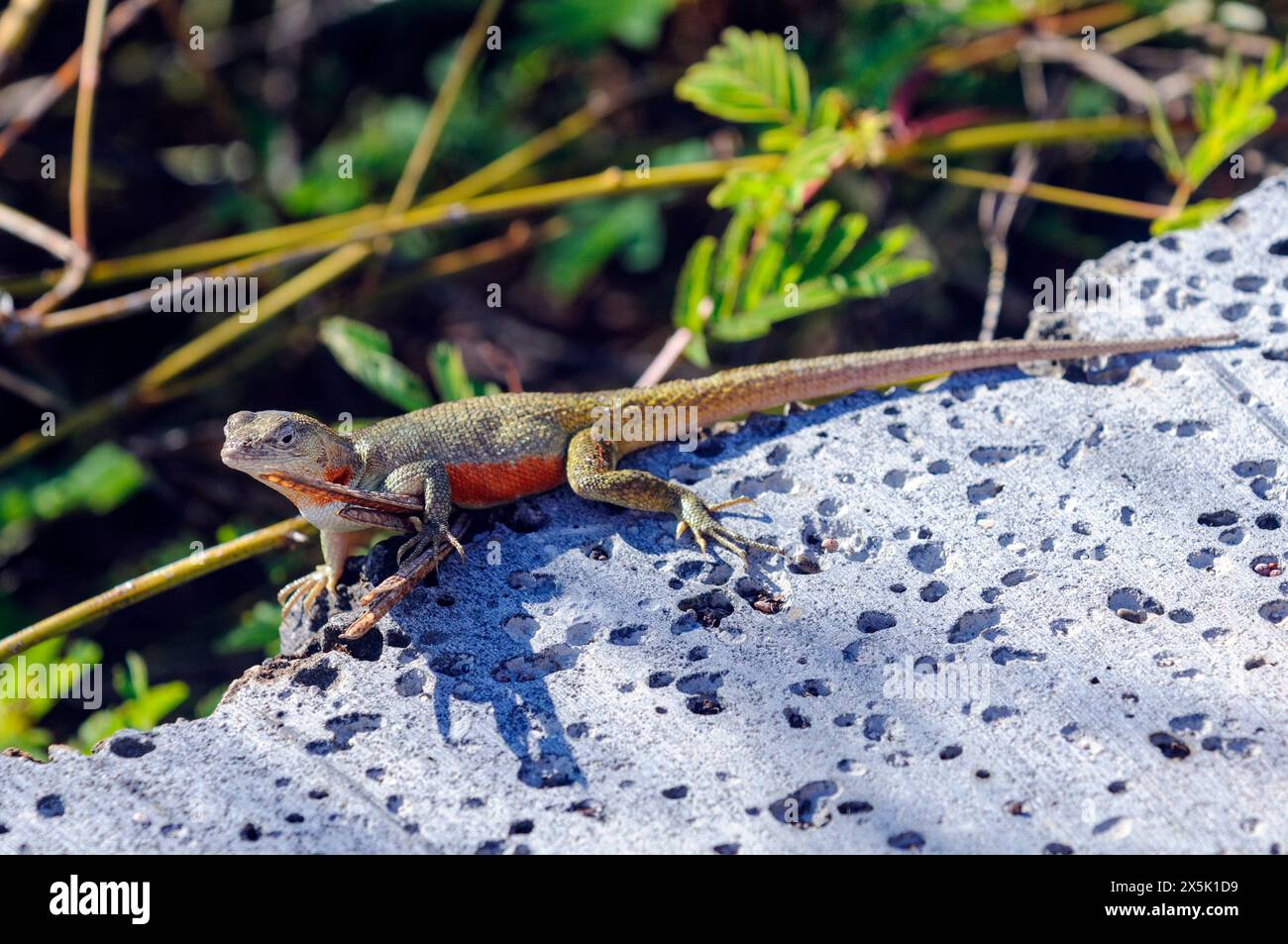 San Cristóbal Lavaechse (Microlophus bivittatus) endemisch auf der Insel San Cristobal, Galapagos (Ecuador). Stockfoto