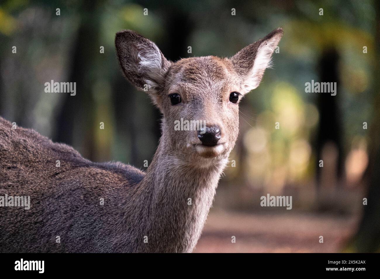 Ein Hirsch steht in der Nähe der Kamera, seine Ohren nach oben gerichtet, inmitten des üppigen Grüns eines Waldes in Nara, Honshu, Japan, Asien Copyright: FrancescoxFanti 13 Stockfoto