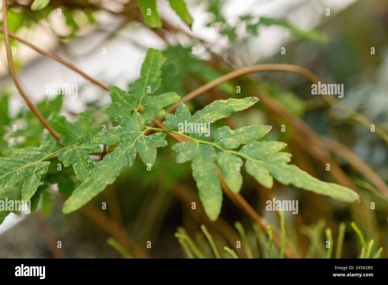 Saint Gallen, Schweiz, 29. November 2023 Lygodium japonicum oder japanischer Kletterfarn im botanischen Garten Stockfoto