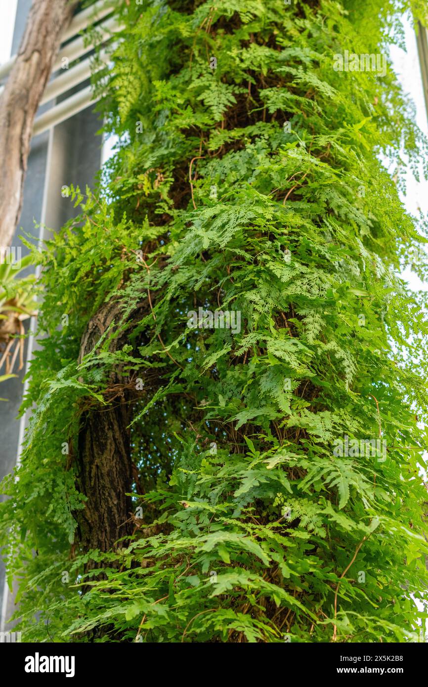 Saint Gallen, Schweiz, 29. November 2023 Lygodium japonicum oder japanischer Kletterfarn im botanischen Garten Stockfoto