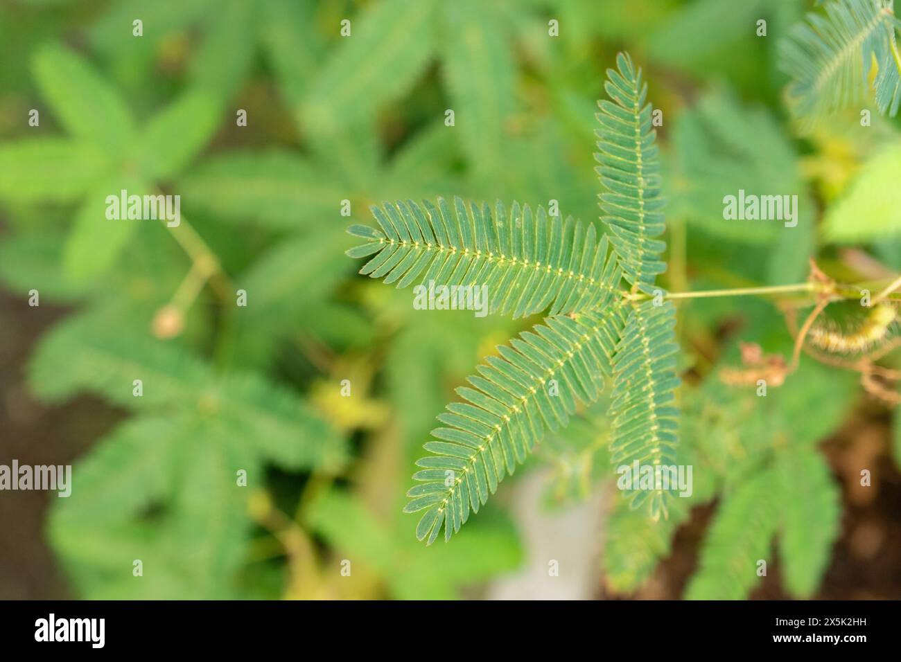 Saint Gallen, Schweiz, 29. November 2023 Mimosa Pudica oder verschlafene Pflanze im botanischen Garten Stockfoto