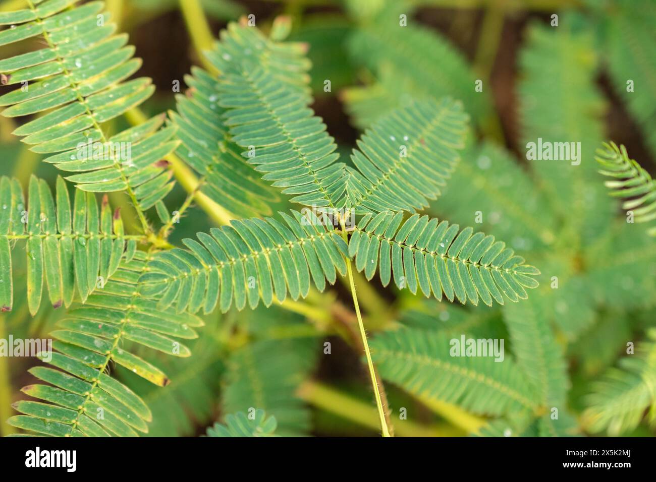 Saint Gallen, Schweiz, 29. November 2023 Mimosa Pudica oder verschlafene Pflanze im botanischen Garten Stockfoto