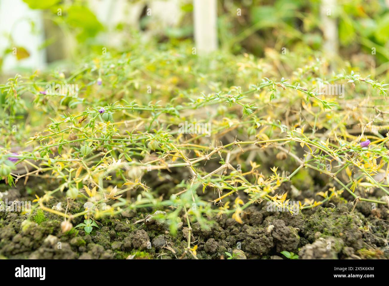 Saint Gallen, Schweiz, 3. Januar 2024 Fagonia cretica Pflanze im botanischen Garten Stockfoto