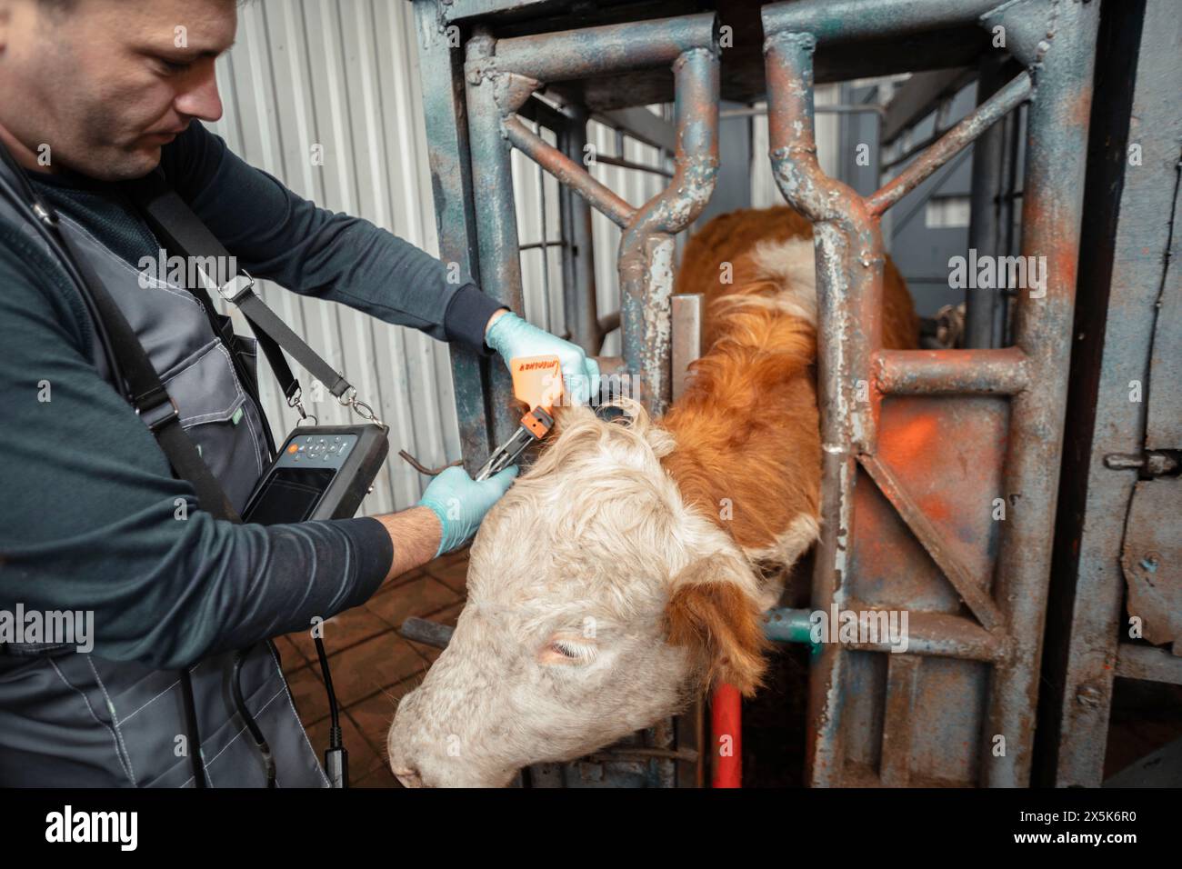 Der Landwirt bringt eine Ohrmarke an Rindern an, was eine entscheidende Rolle bei der Sicherstellung der Rückverfolgbarkeit und Verantwortlichkeit in der Tierhaltung spielt Stockfoto