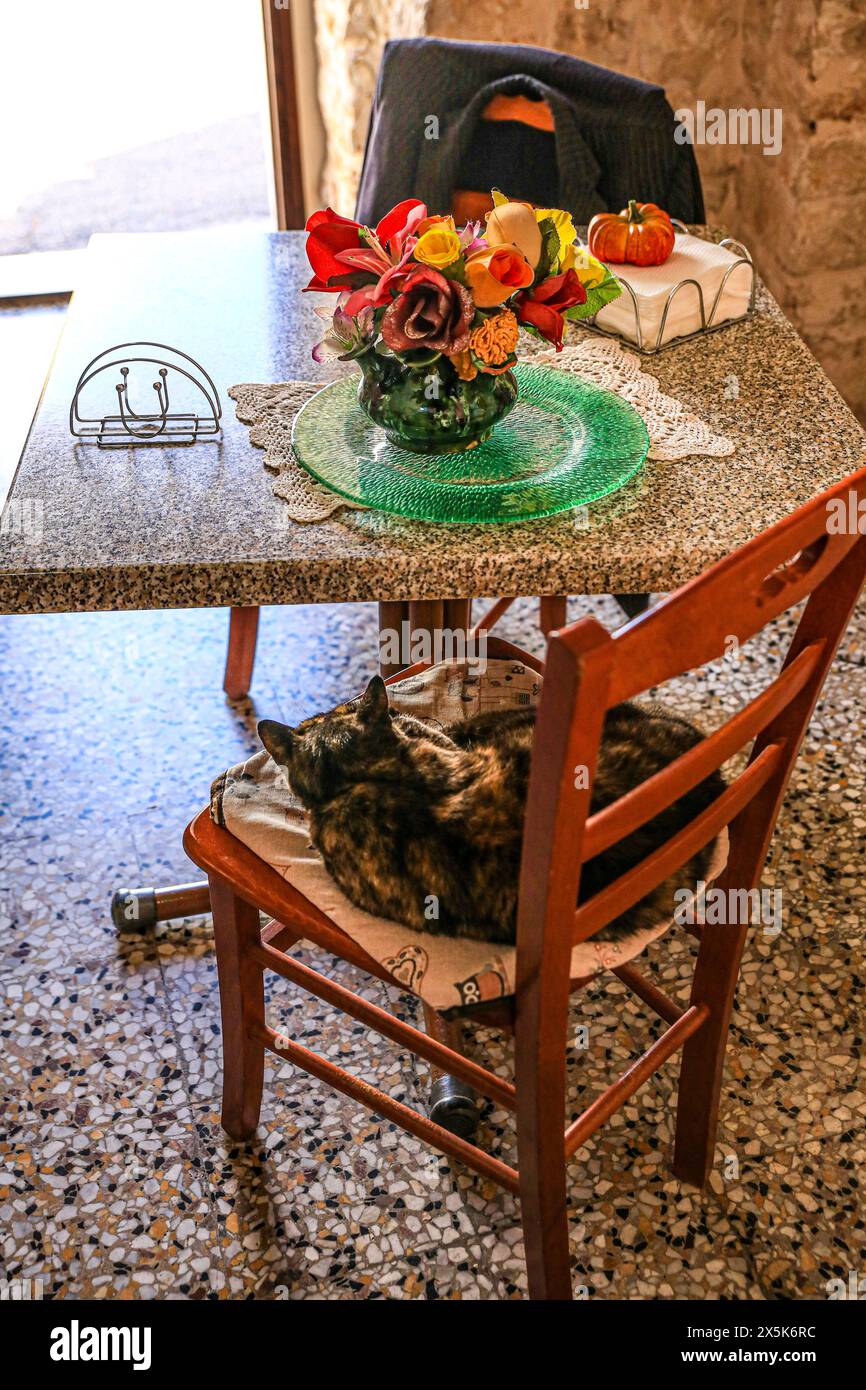 Italien. Verschlafene Katze auf einem Holzstuhl und einem Tisch mit Blumen und Kürbis Stockfoto