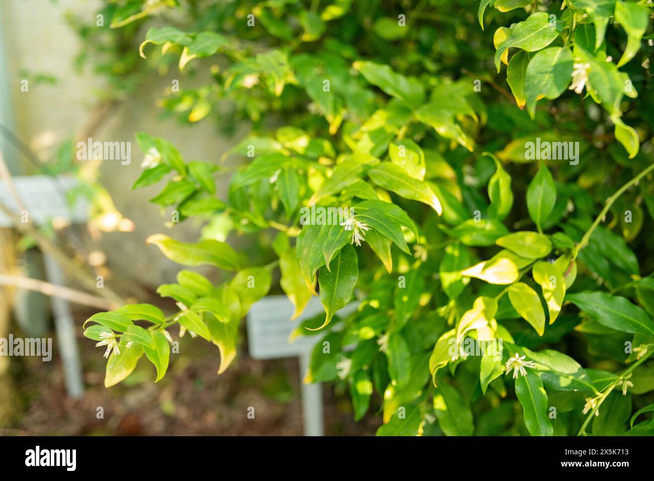 Saint Gallen, Schweiz, 3. Januar 2024 Sarcocca confusa oder Süßkastenpflanze im botanischen Garten Stockfoto